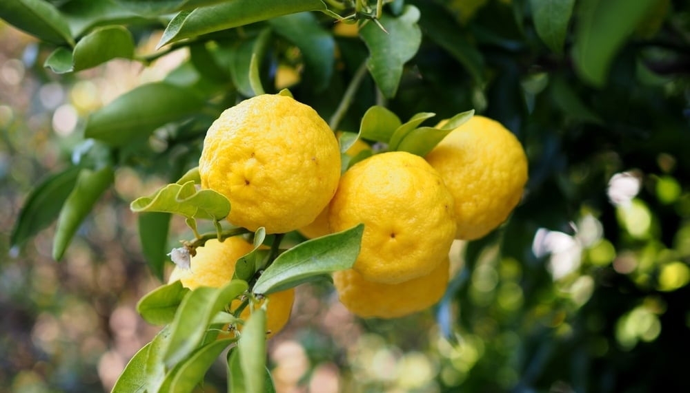 shutterstock_2512419575